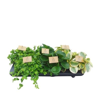 Peperomia Mixed