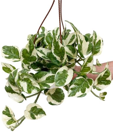Pothos Jade