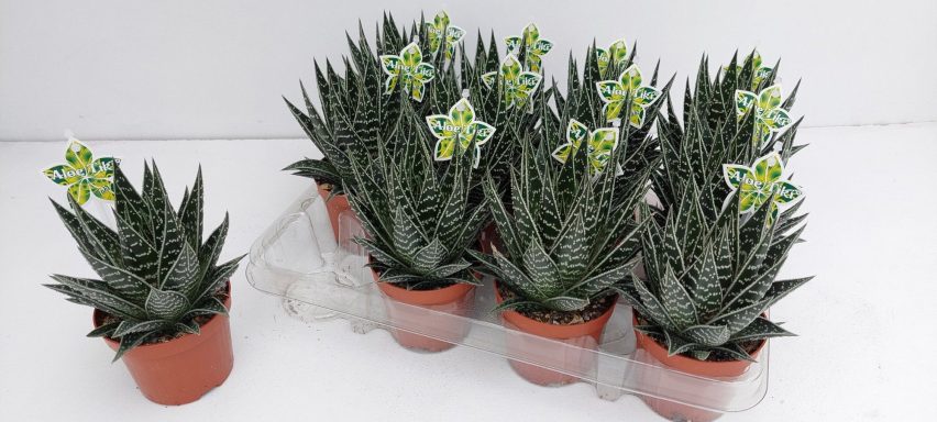 Aloe Tiki Tahi