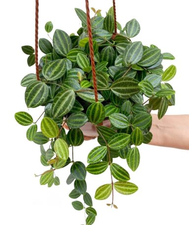 Peperomia Angulata