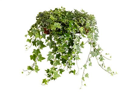 Hedera Helix Mixed