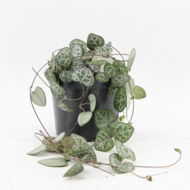 Ceropegia Woodii Woodii