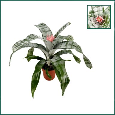 Aechmea fasciata 'Primera'