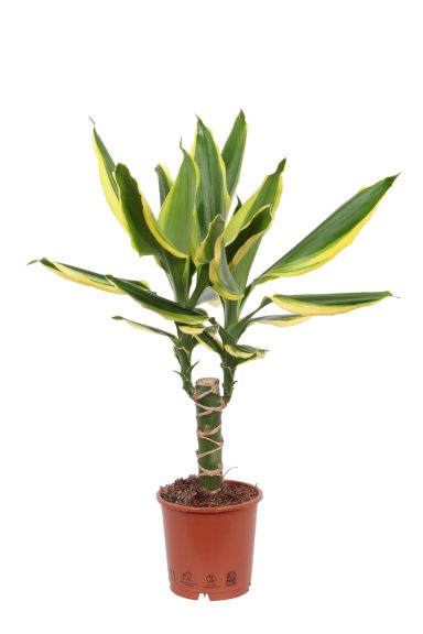 Dracaena Fragrans Golden King