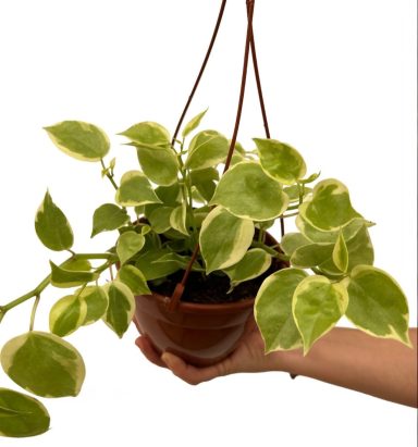 Peperomia Variegata