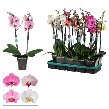 Phalaenopsis mixed 2 vares