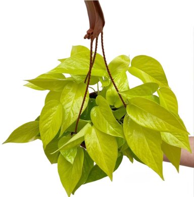 Pothos Golden