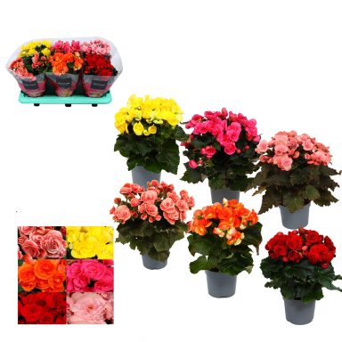 Begonia Elatior doble flor