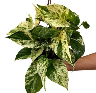 Pothos Marble Queen