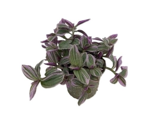 Tradescantia Nanouk