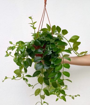 Aeschynanthus Monalisa