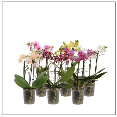 Phalaenopsis Multifloratypes mixed