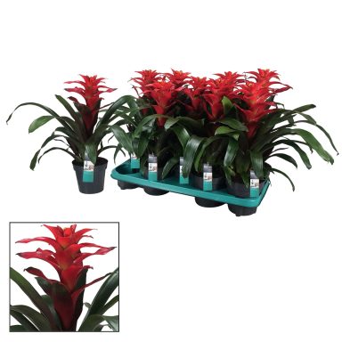 Guzmania Optima