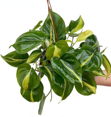 Philodendron Brasil