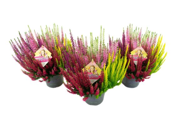 Calluna vulgaris cinc colors