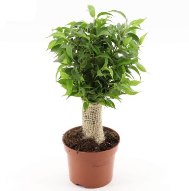 Ficus Benjamina 'Natasja'