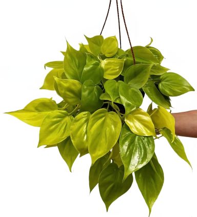 Philodendron Lemon
