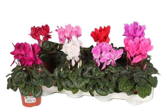 Cyclamen