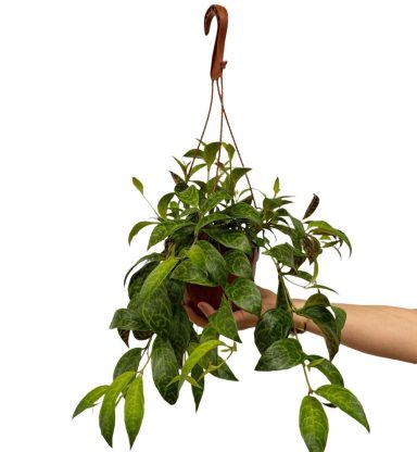 Aeschynanthus Marmoratus