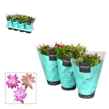Schlumbergera mixed 4 colours