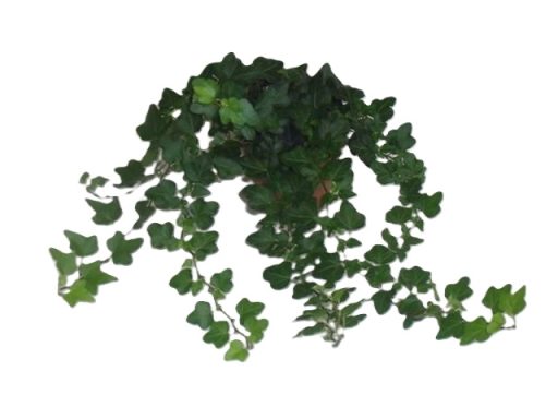 Hedera Helix Wonder