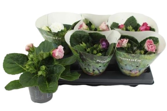 Sinningia Sonata mixed