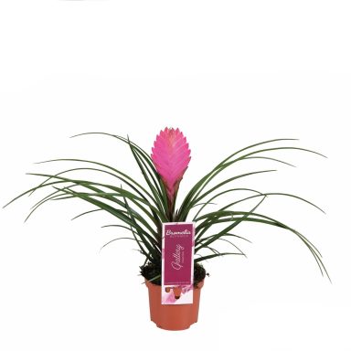 Tillandsia cyanea 'Anita'