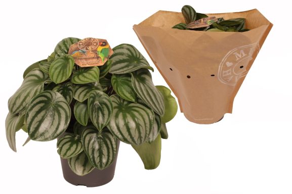 Peperomia Argyreia "Watermelon"