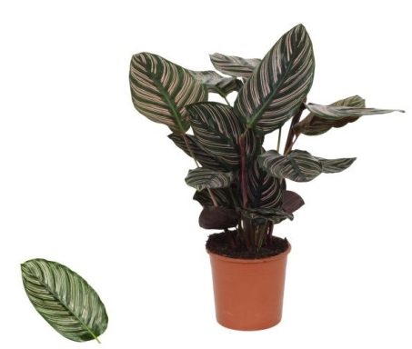 Calathea Sanderiana