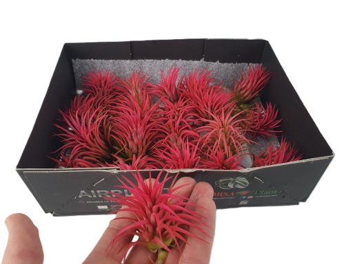 Tillandsia Ionantha