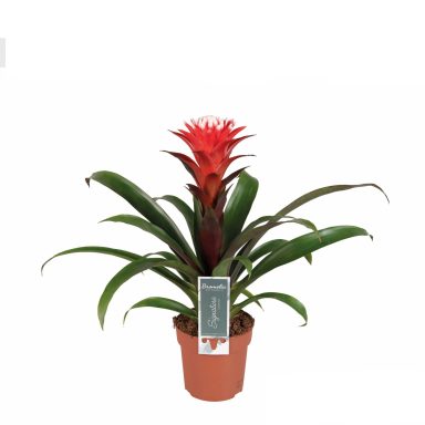 Guzmania Hope