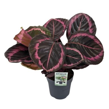 Calathea Roseopicta