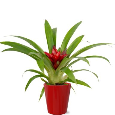 Guzmania 'Blitz'