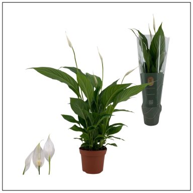 Spathiphyllum