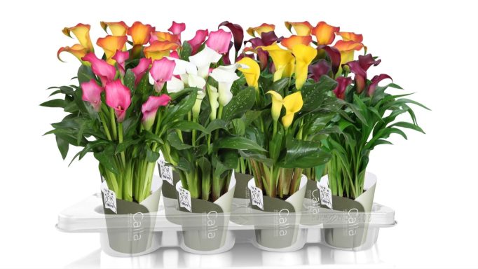 Zantedeschia (Cala) mixed