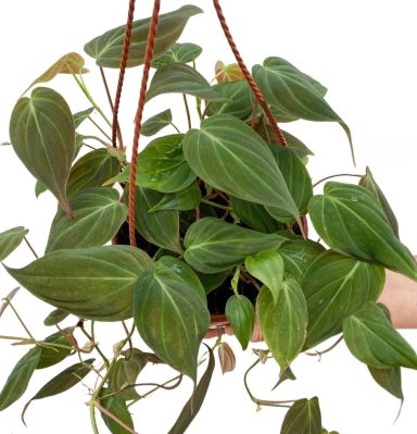 Philodendron Micans