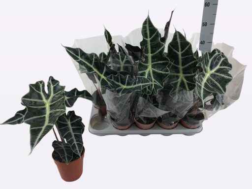 Alocasia Polly