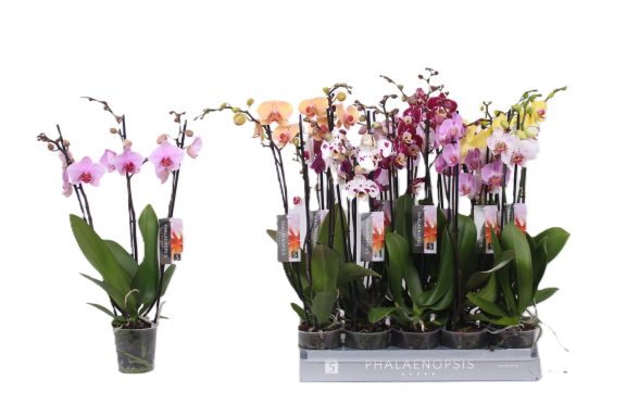 Phalaenopsis mixed 3 vares