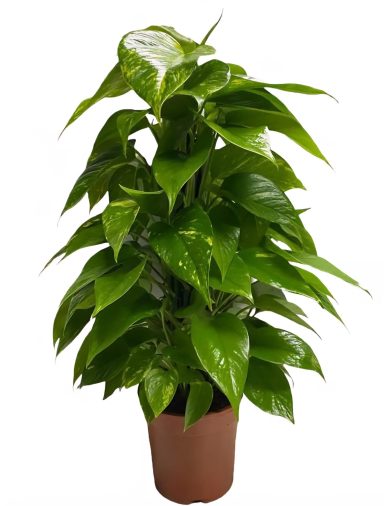 Pothos Aureum Tutor