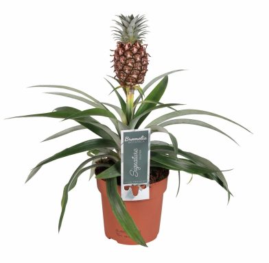 Ananas Rosita