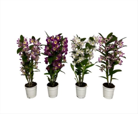 Dendrobium nobile 2 vares