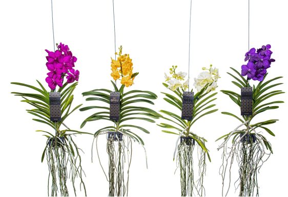 Vanda hybriden mixed M
