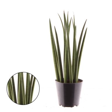 Sansevieria Cylindrica Bacularis
