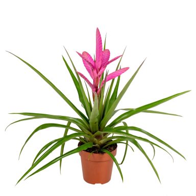 Tillandsia 'Antonio'