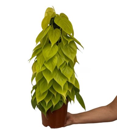 Philodendron Lemon Tutor