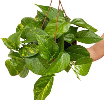 Pothos Aureum