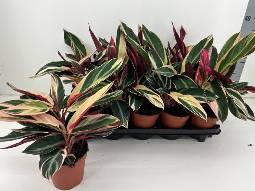 Calathea Triostar