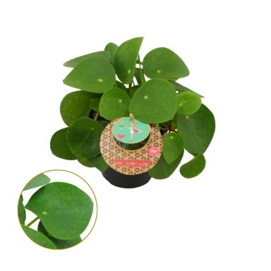 Pilea Peperomioides