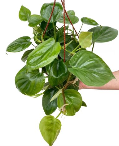 Philodendron Scandens