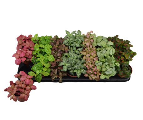 Fittonia Mixed 7 colors